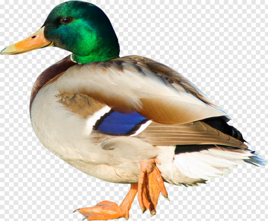 daffy-duck # 880009