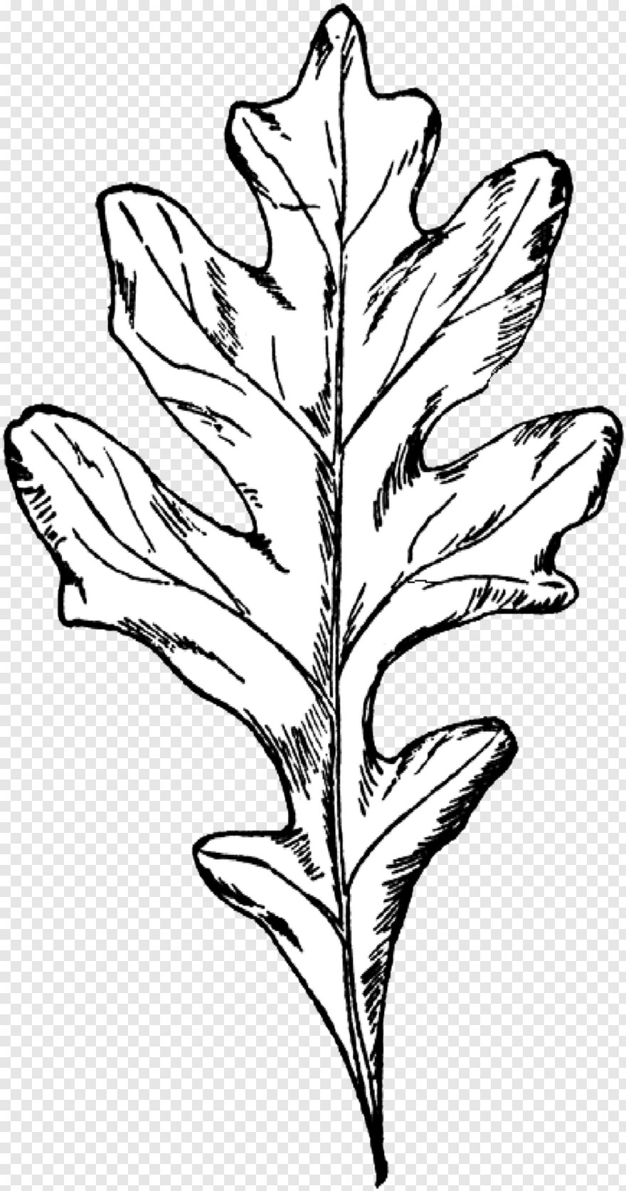 oak-leaf # 355986