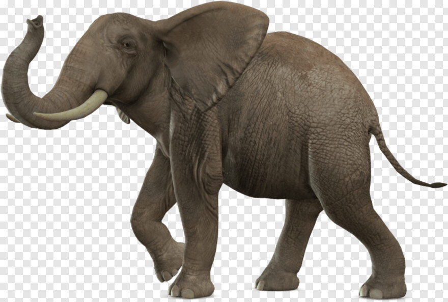 elephant # 513106
