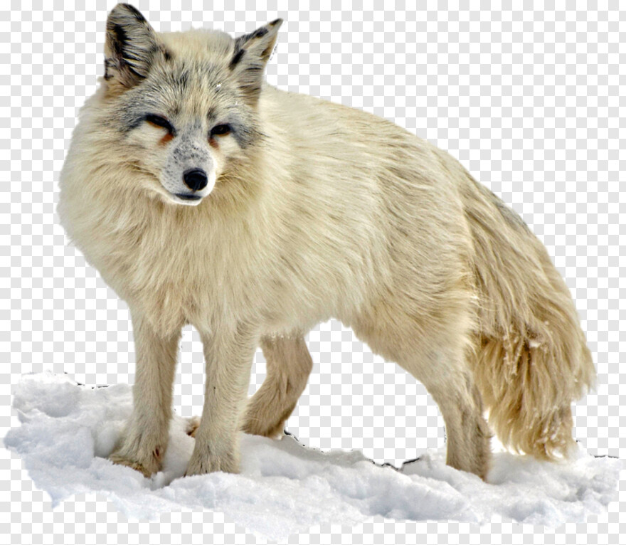 fennec-fox # 584700