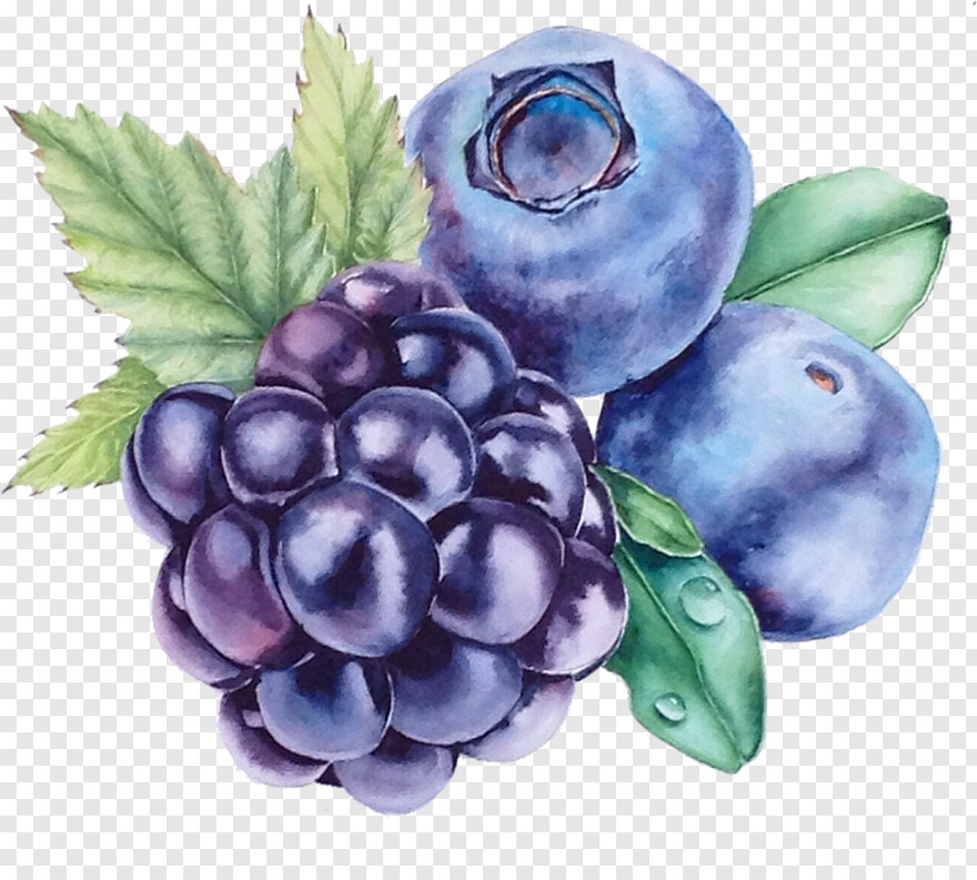 blueberry # 343796