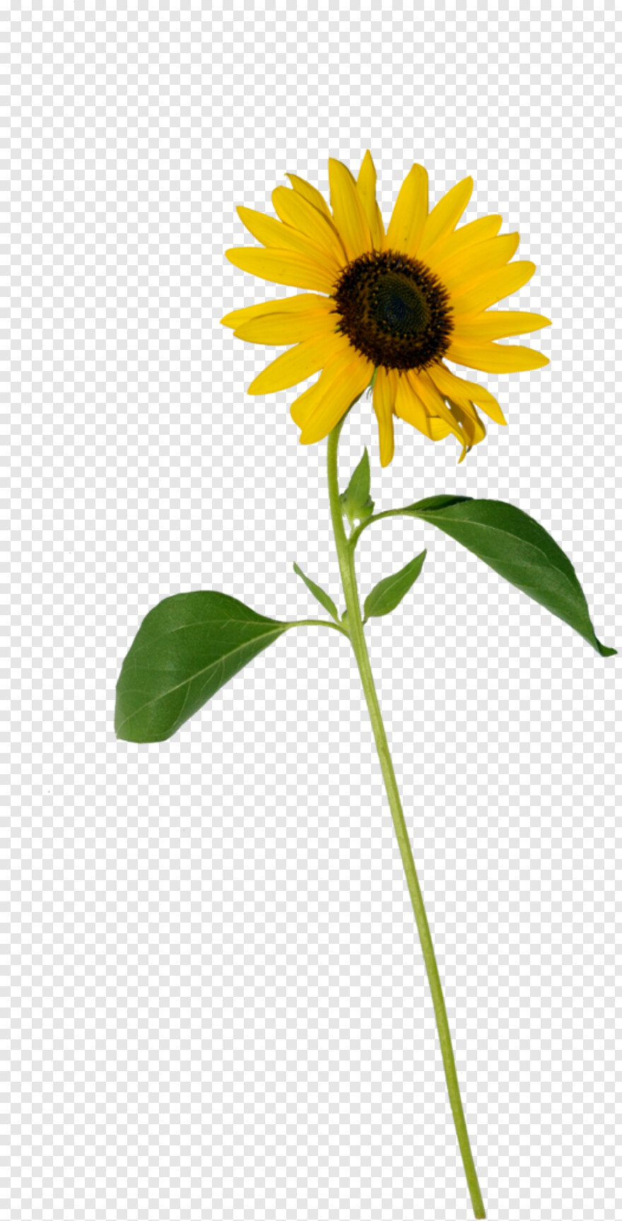 sunflower # 957665