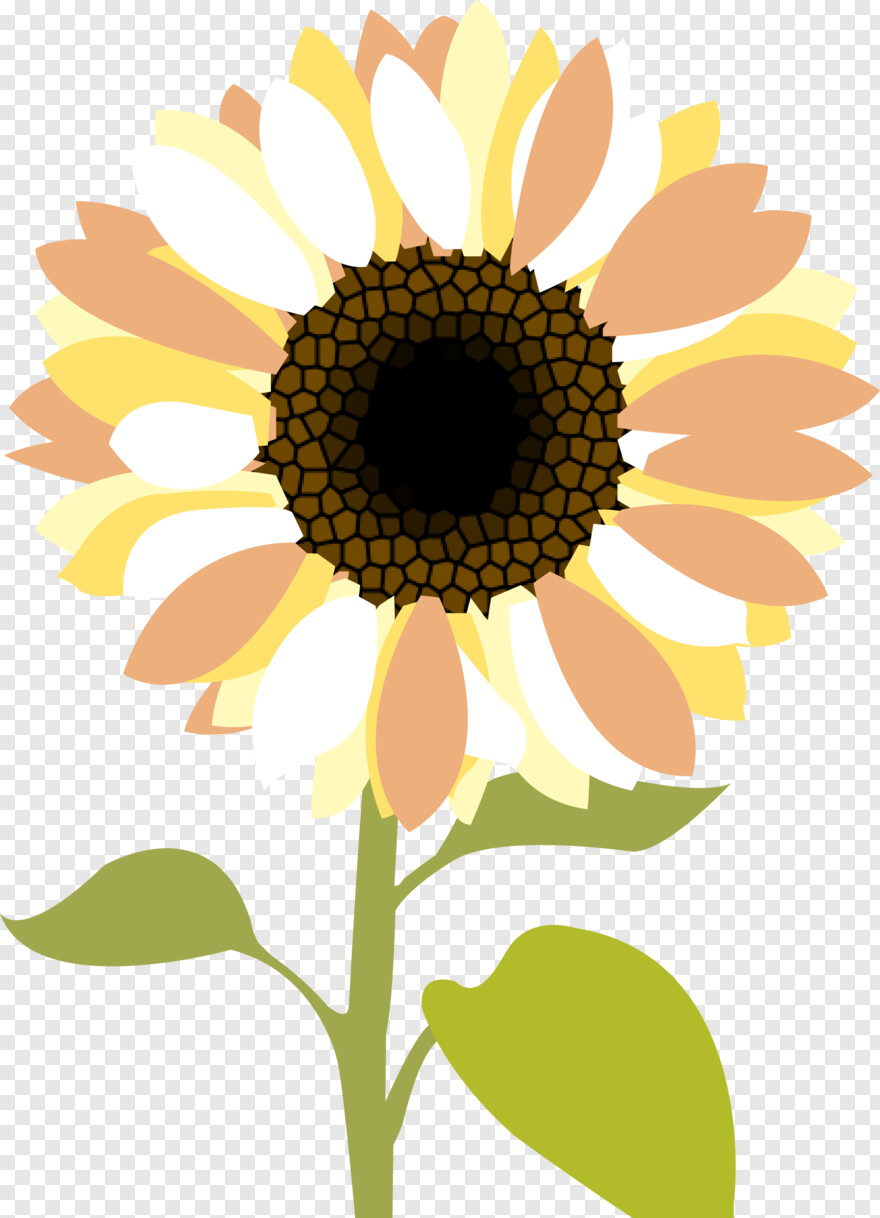 sunflower # 999495