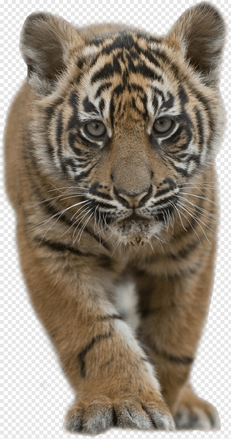 tiger # 938591