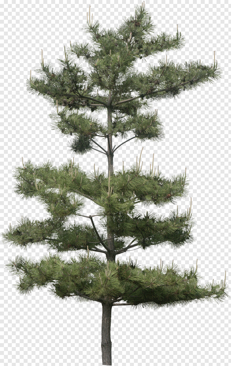 pine # 460425