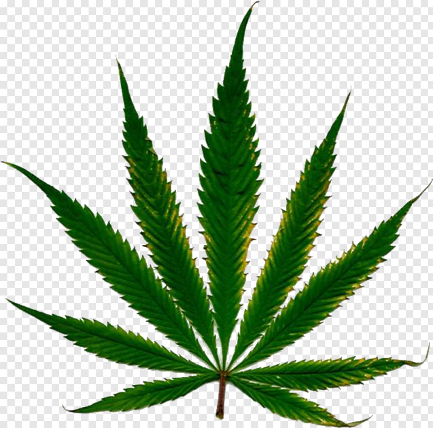 marijuana-leaf # 429123