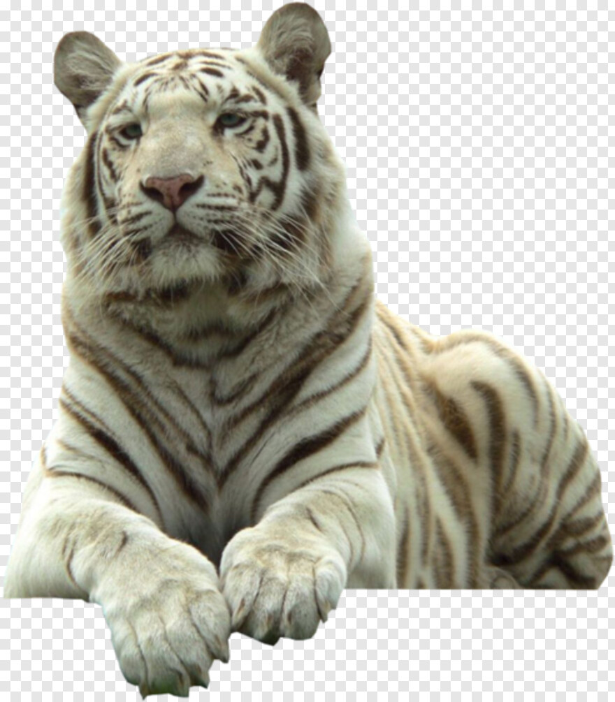 tiger-paw # 602346
