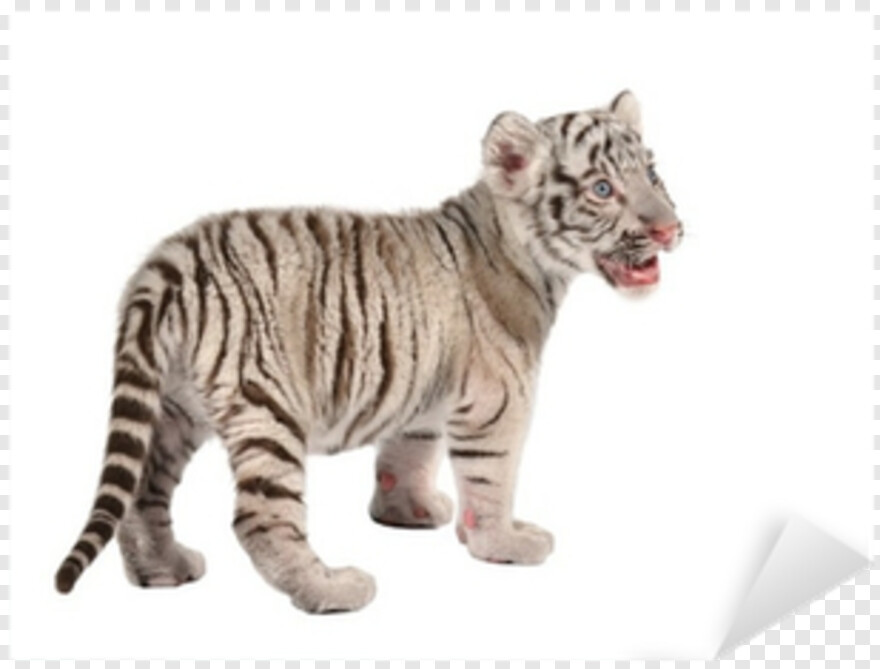 tiger-logo # 435460