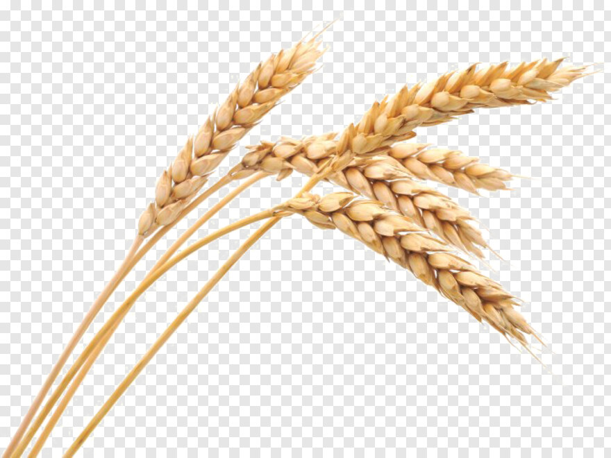 wheat # 590565