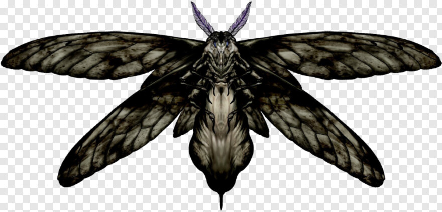 moth # 798761