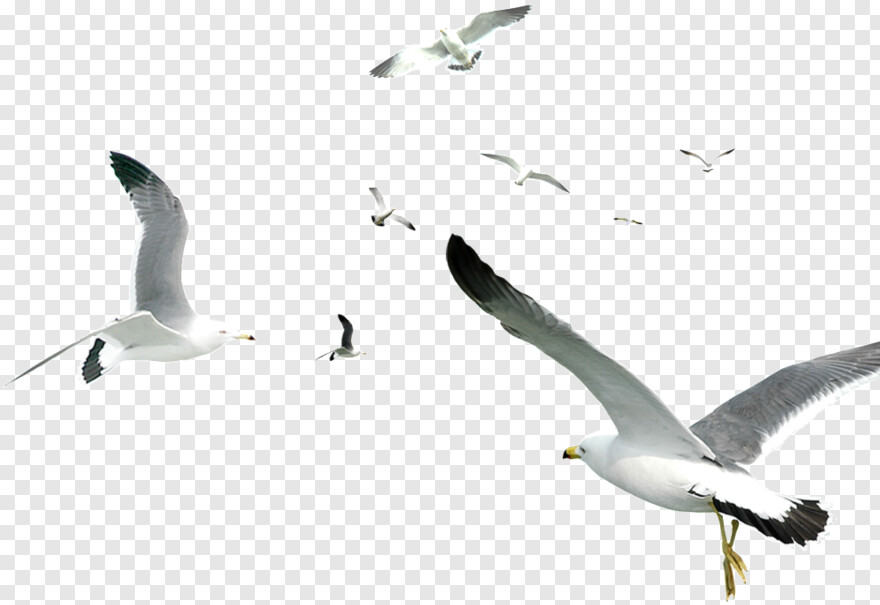 seagull-silhouette # 826840