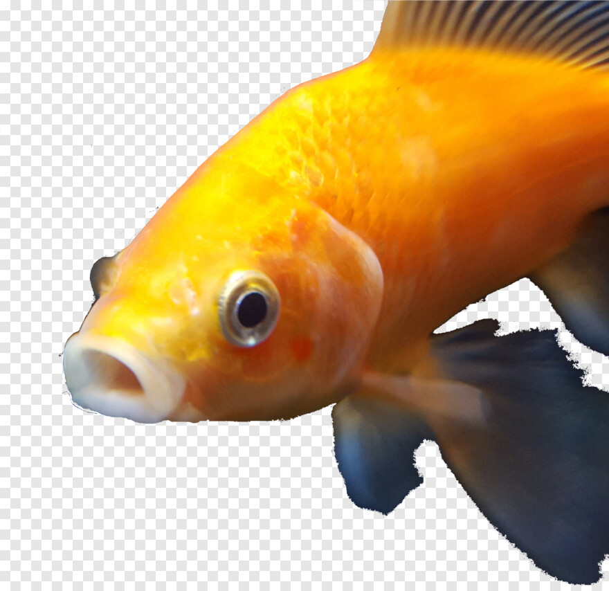 goldfish # 927857