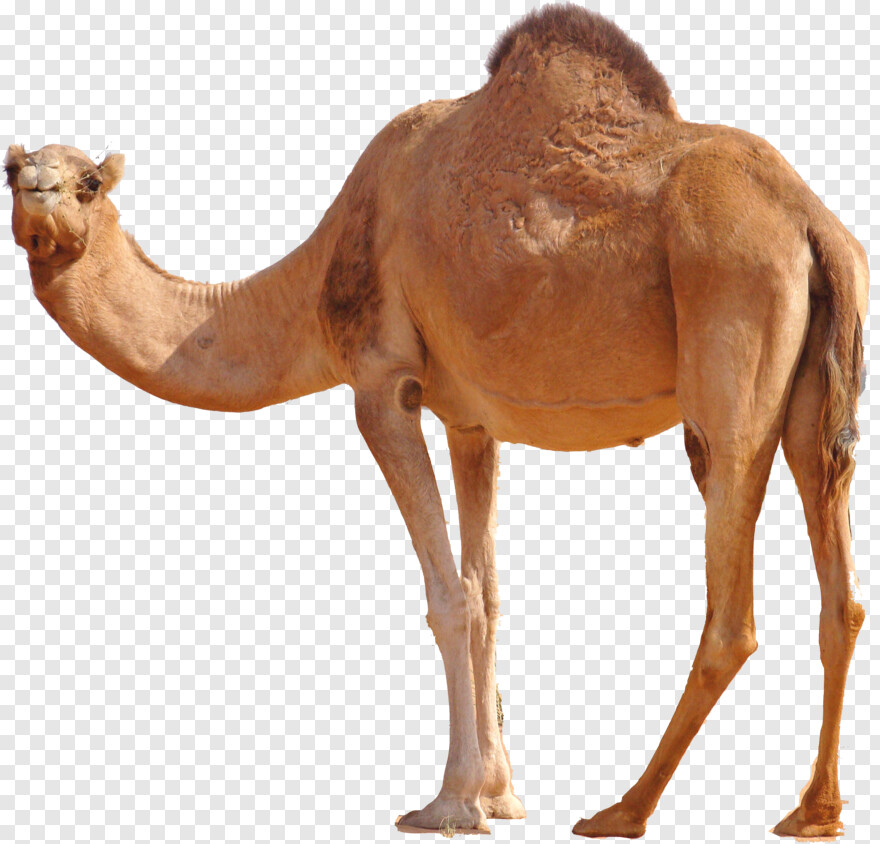 camel # 1080231