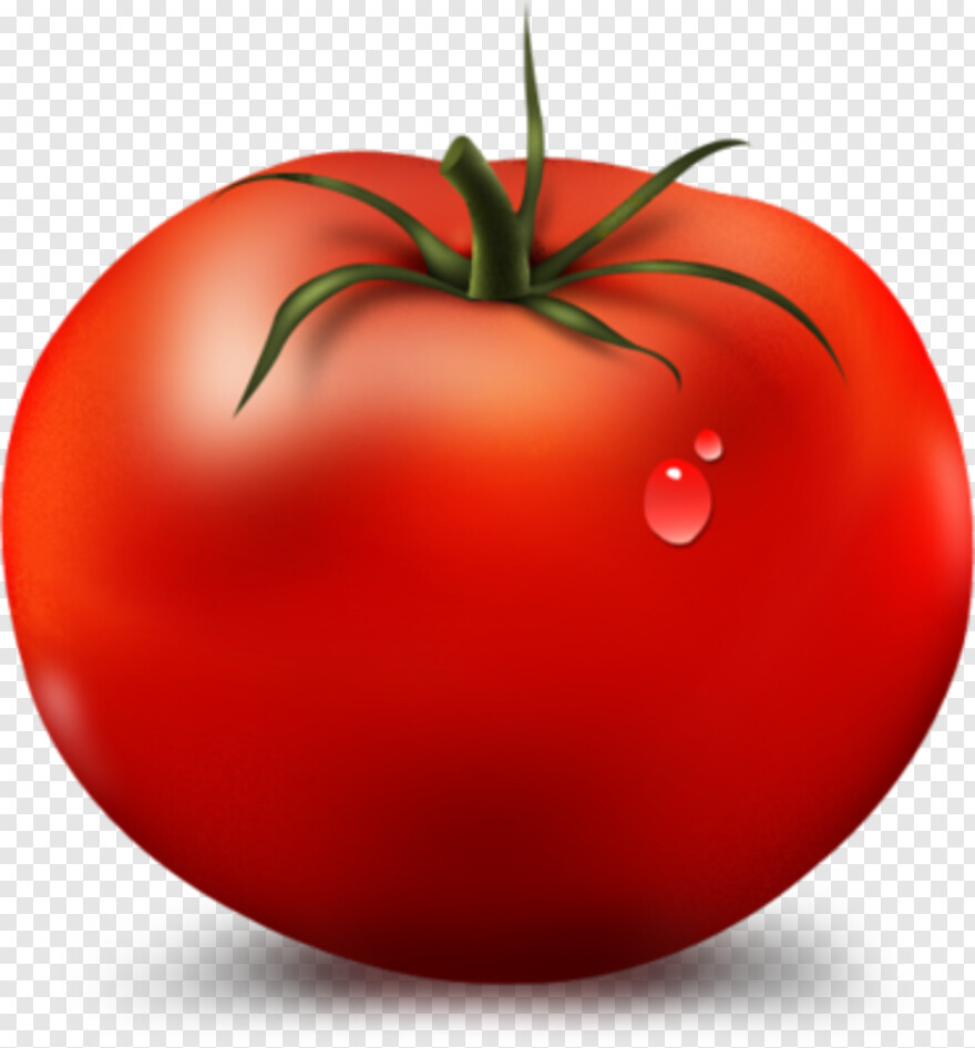 tomato # 601336
