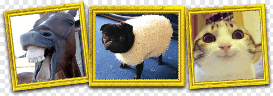 sheep # 511430