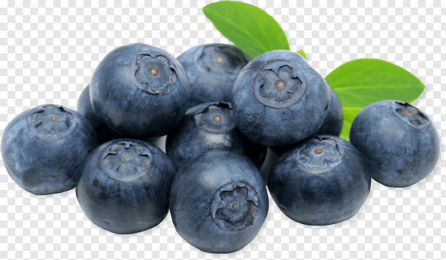 blueberry # 343697