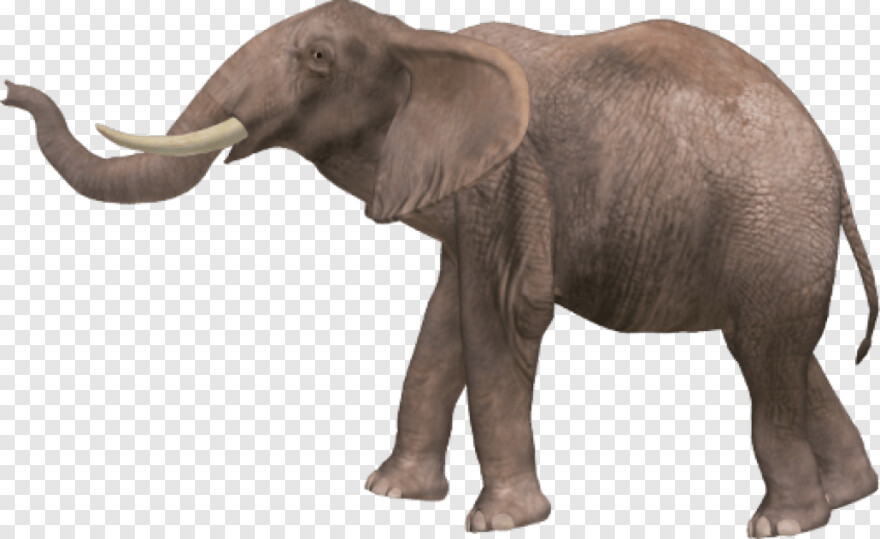 elephant # 869070