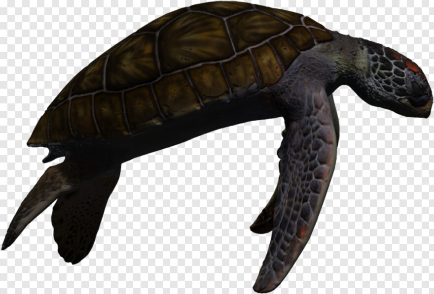 sea-turtle # 626458