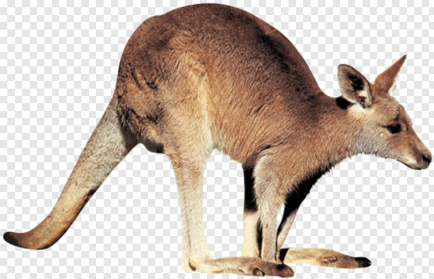 kangaroo # 733814