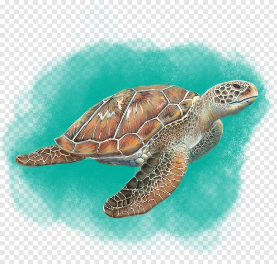 turtle # 626490