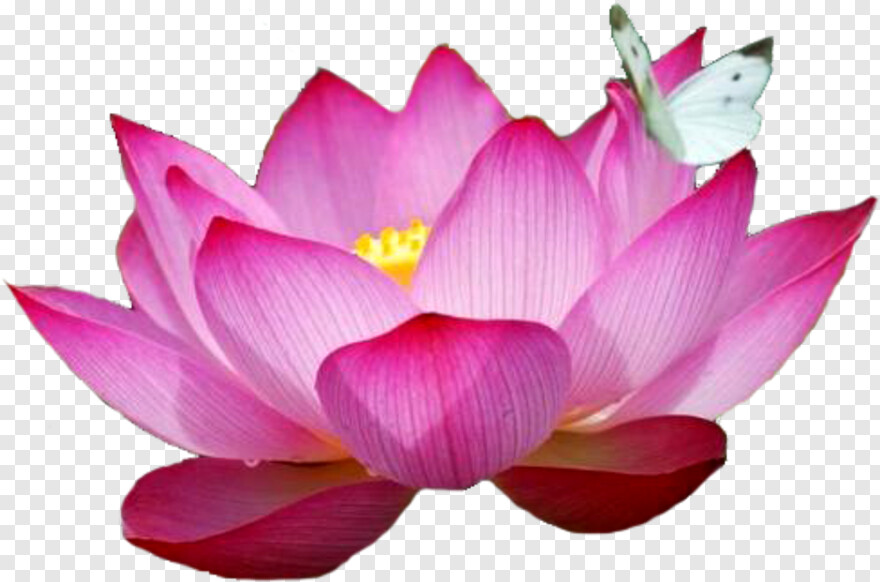 lotus-flower # 385121