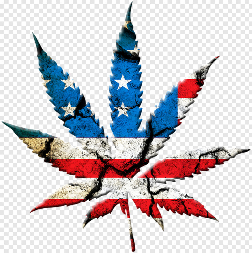 marijuana-plant # 362933