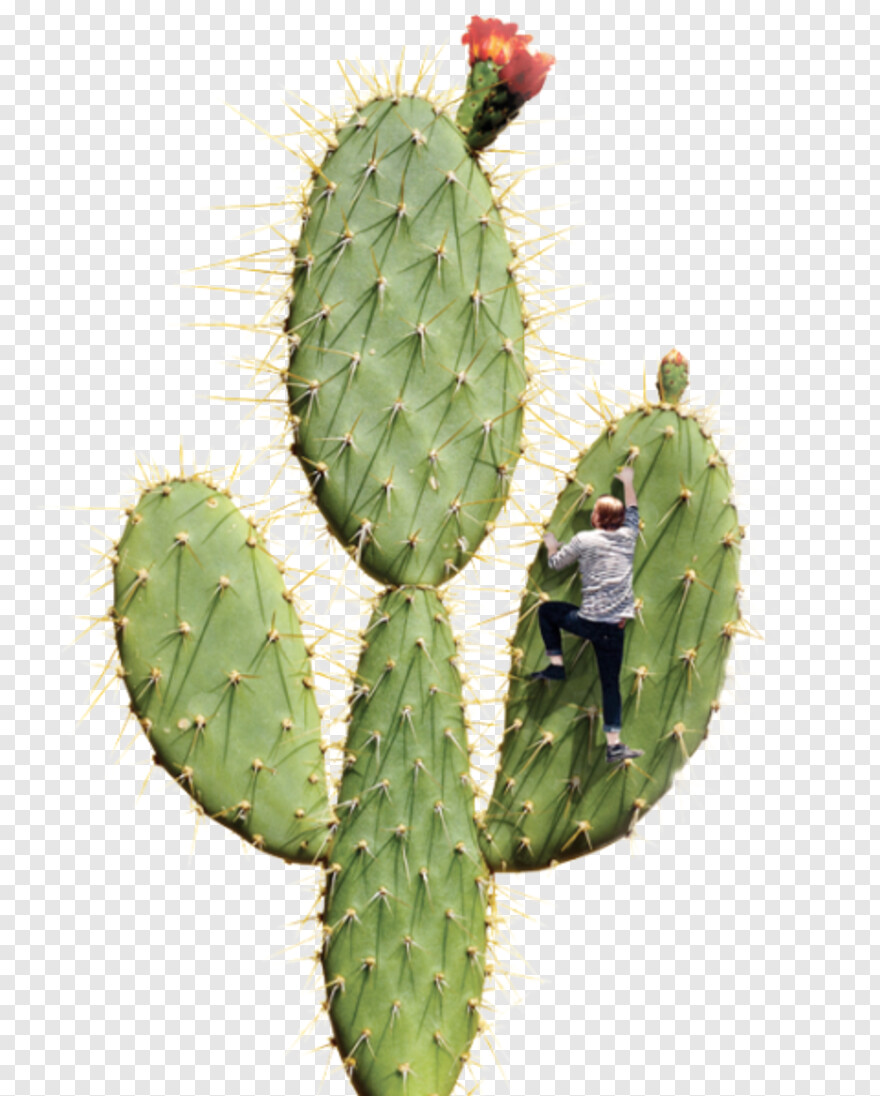 cactus # 1088793