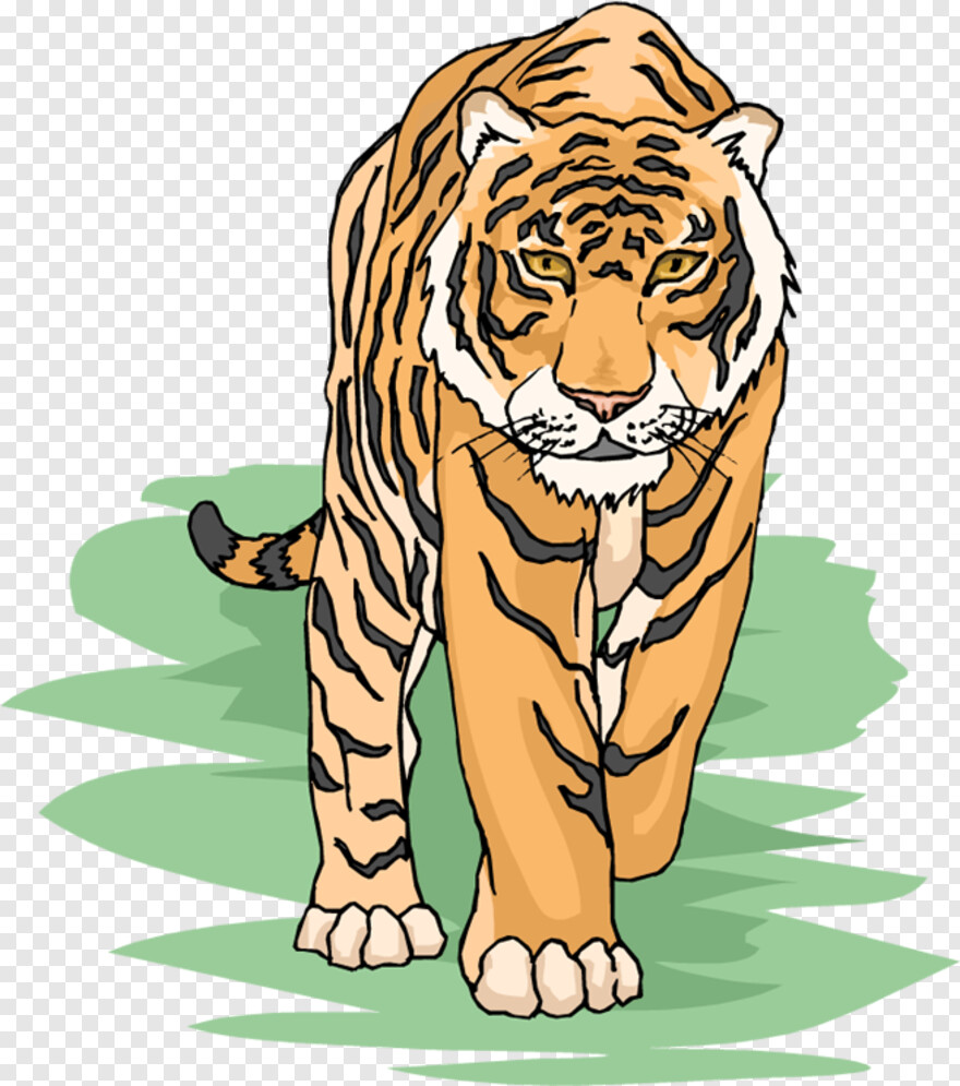 tiger-paw # 1000207