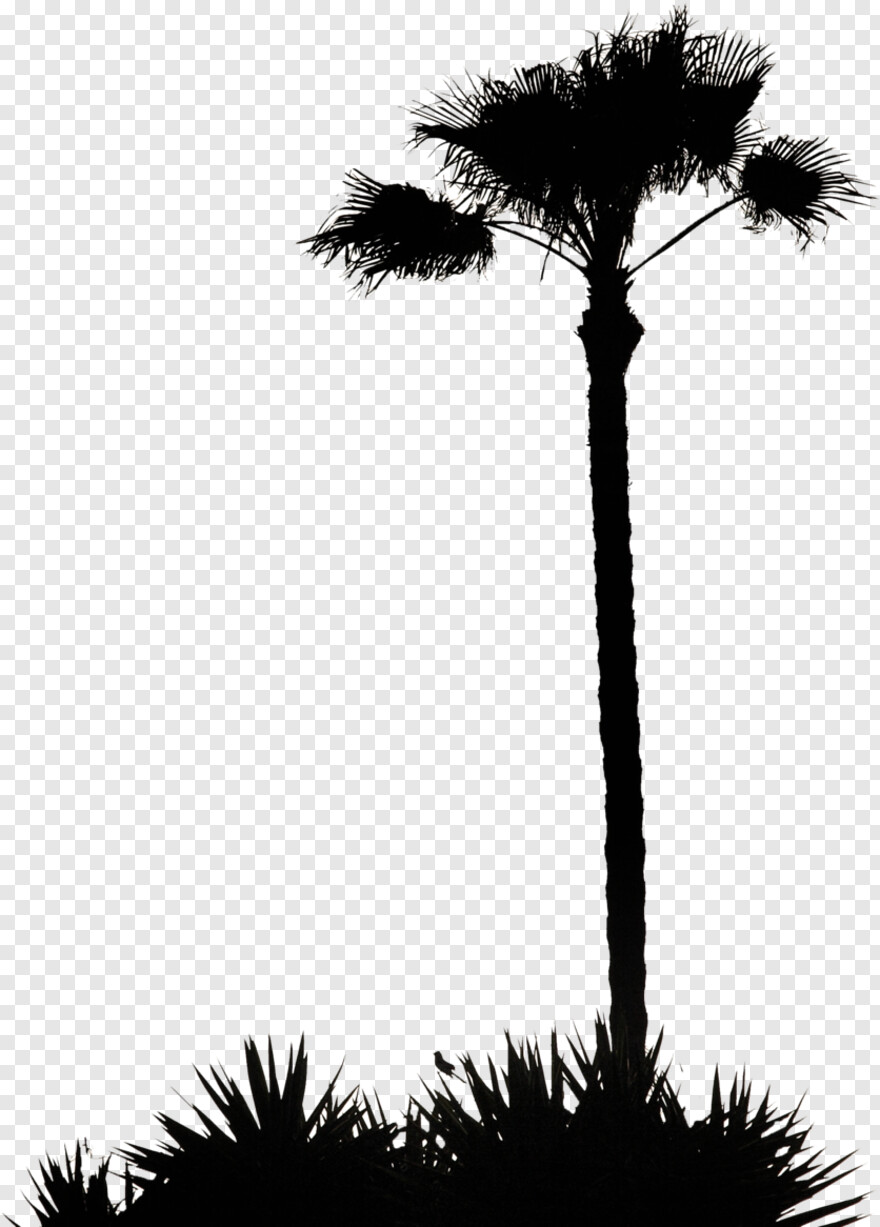 palm-tree # 461511