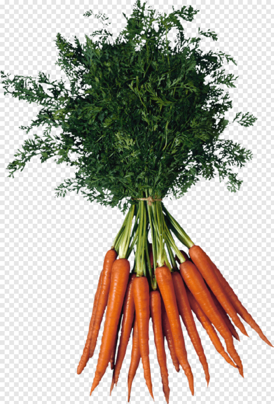 carrot # 1061203