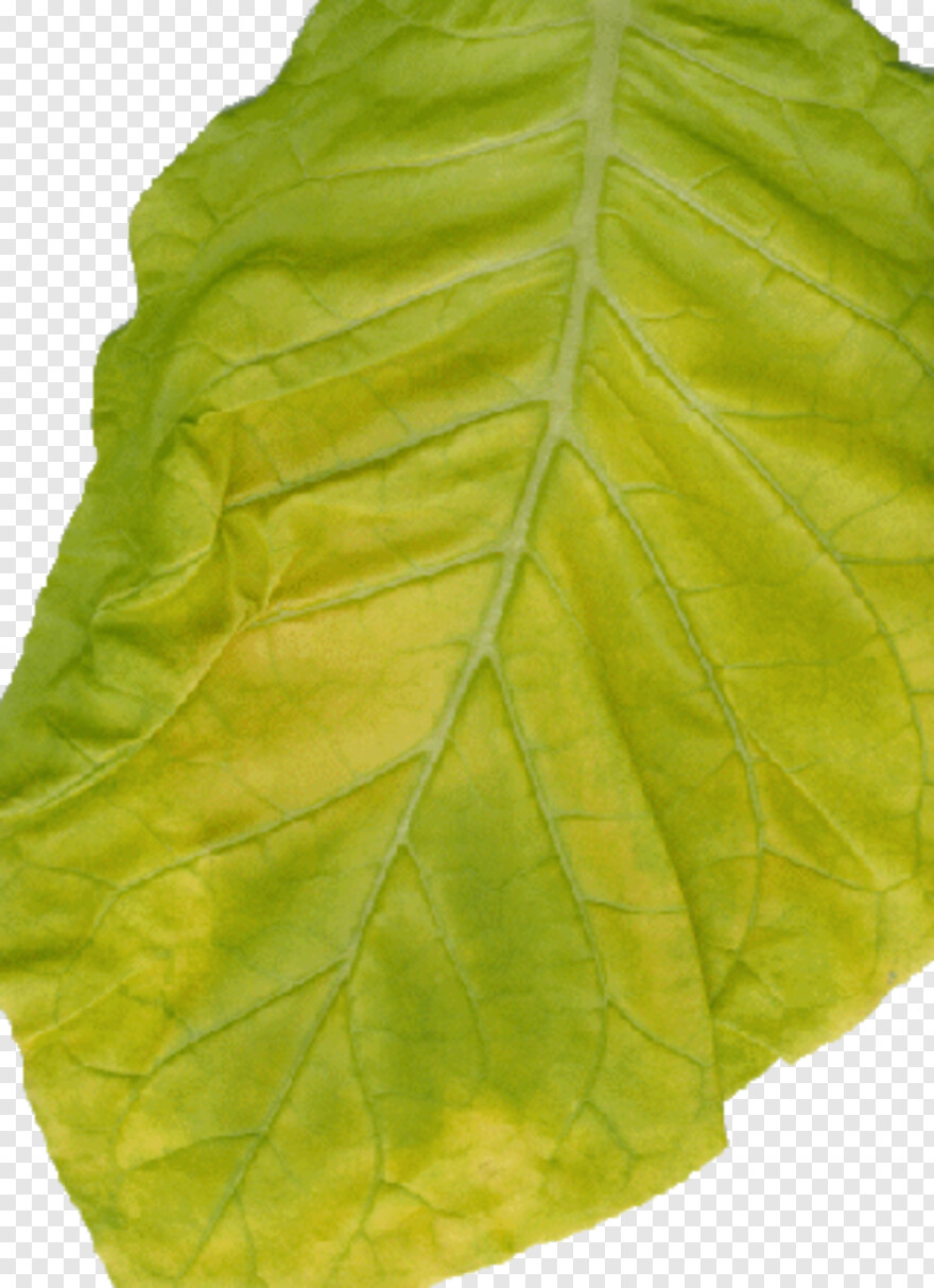 gold-leaf # 791017