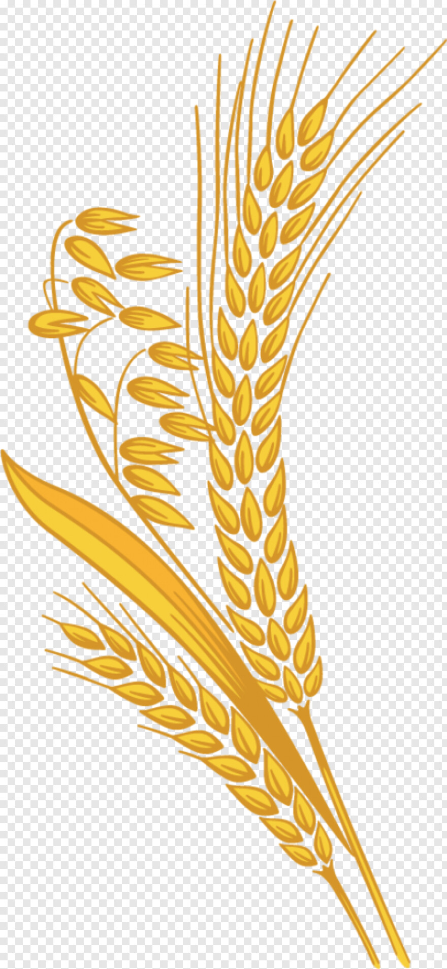 wheat # 787288