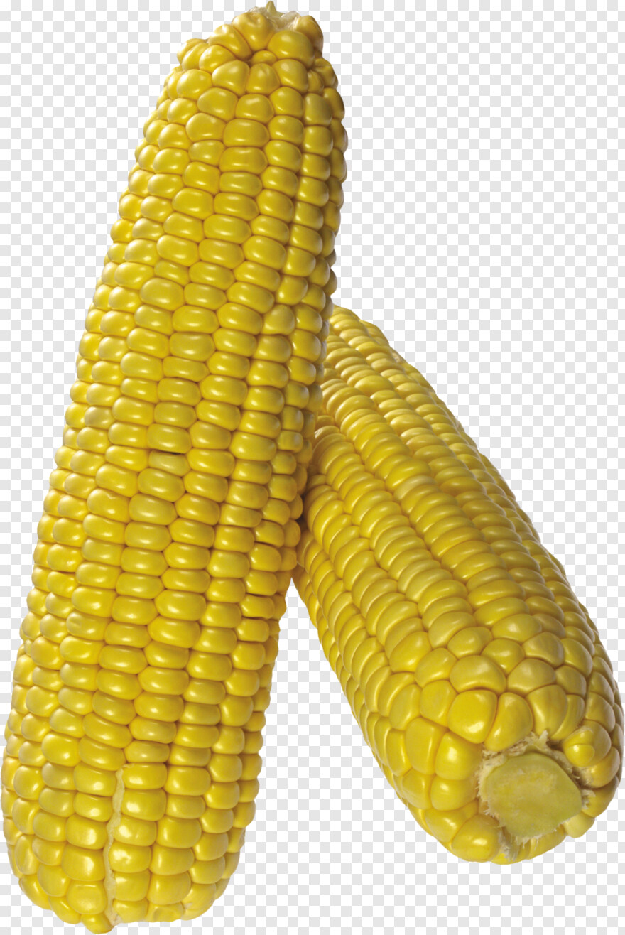 sweet-corn # 956605