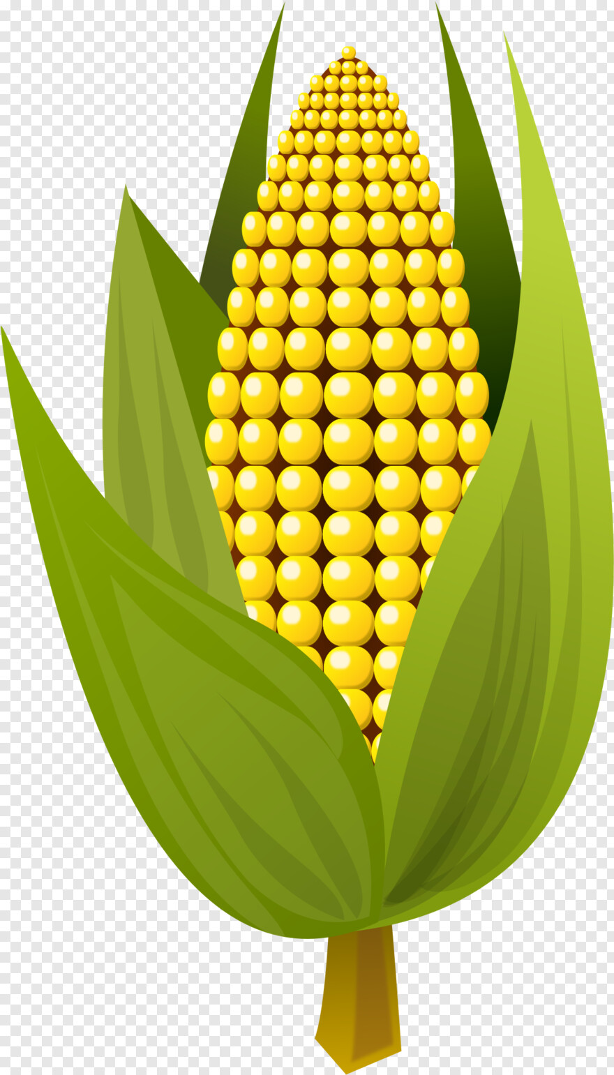 sweet-corn # 956481