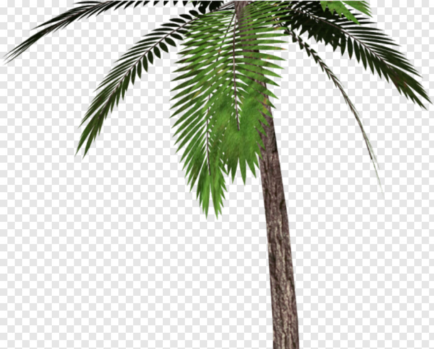 palm-tree # 461116