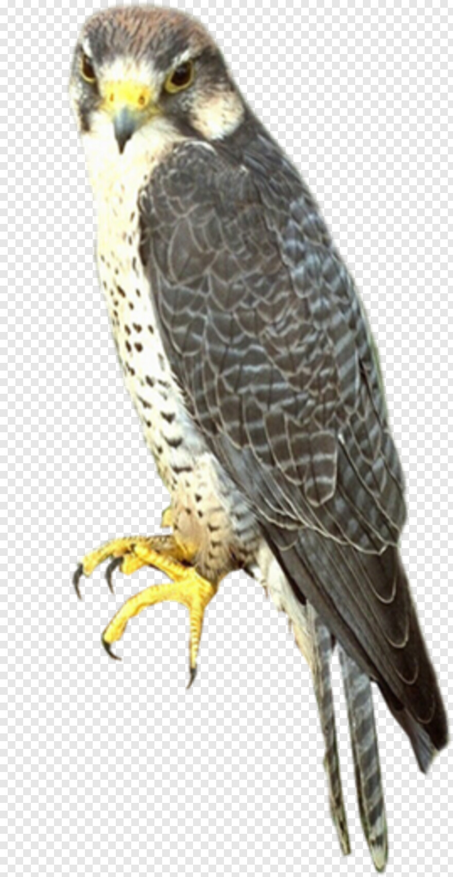 falcon # 847501
