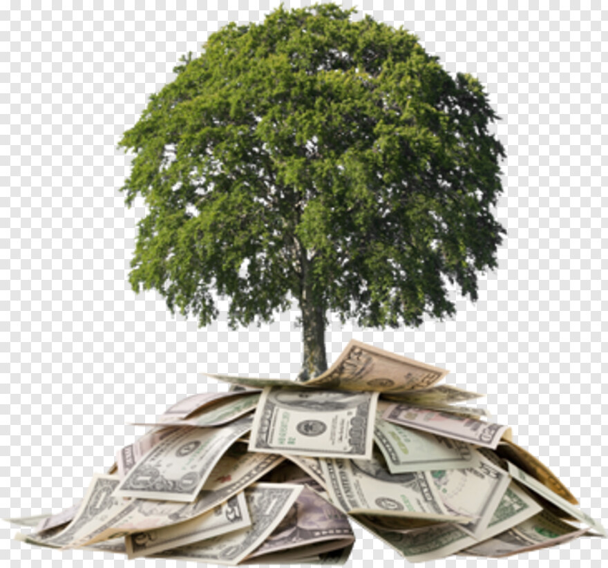 money-tree # 586468