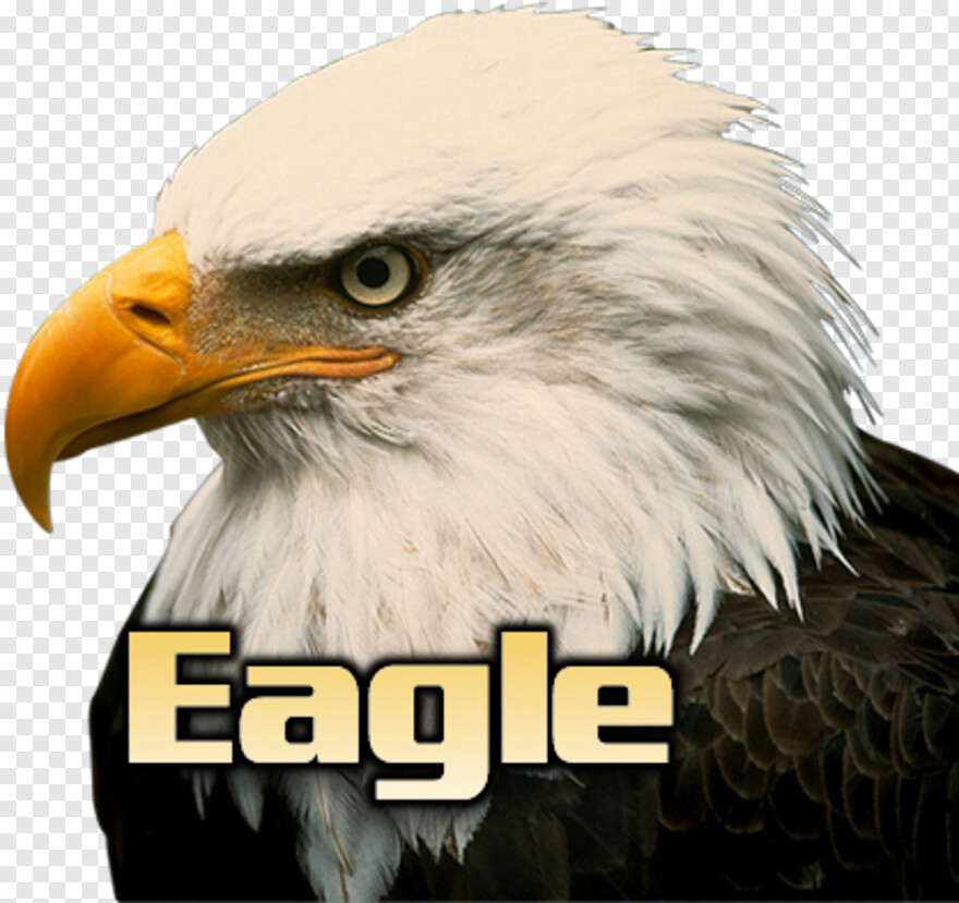 eagles-logo # 438469