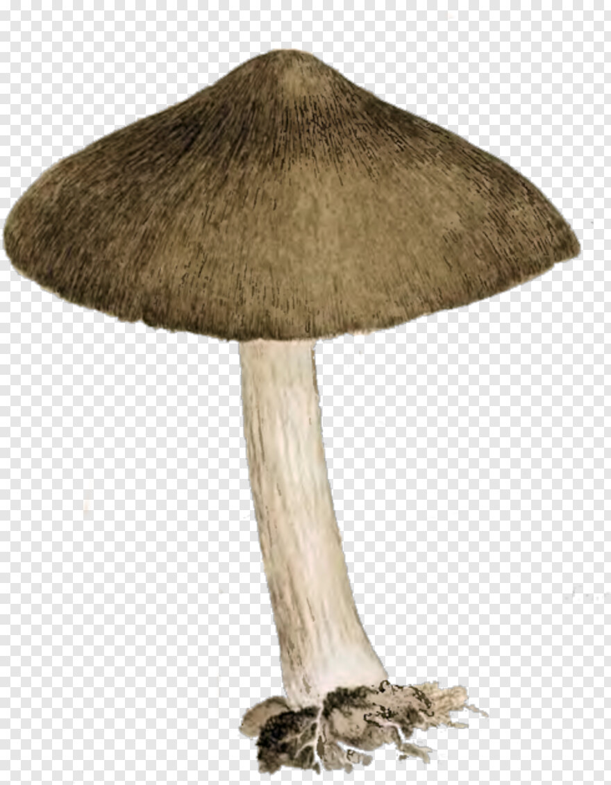 mushroom # 947102