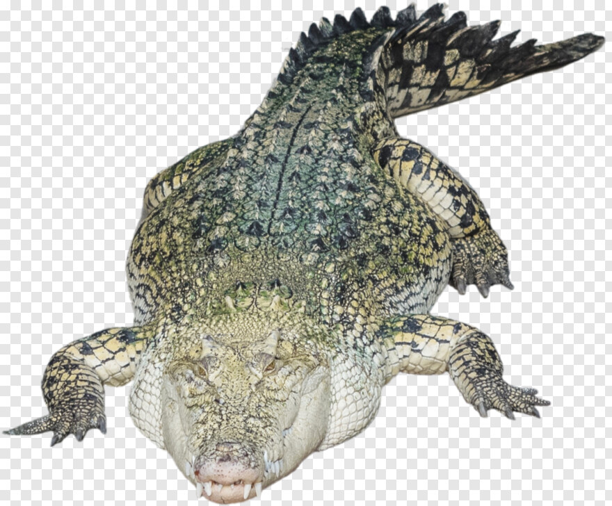 alligator # 538174