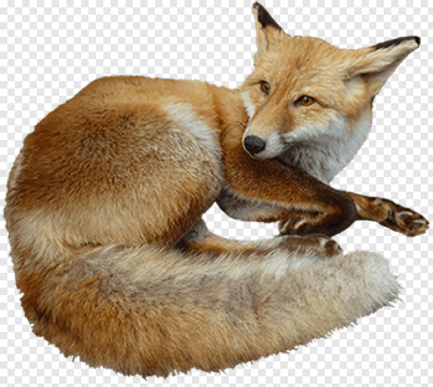 fennec-fox # 511156