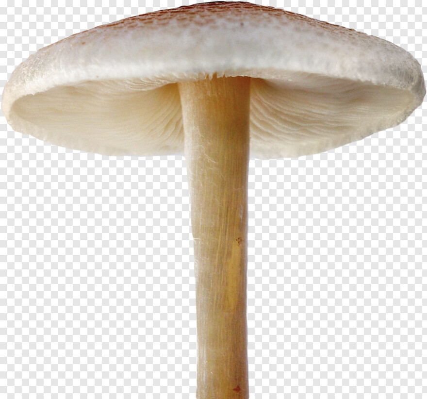 mushroom # 837871