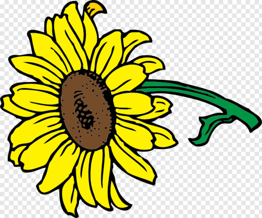 sunflower # 608560