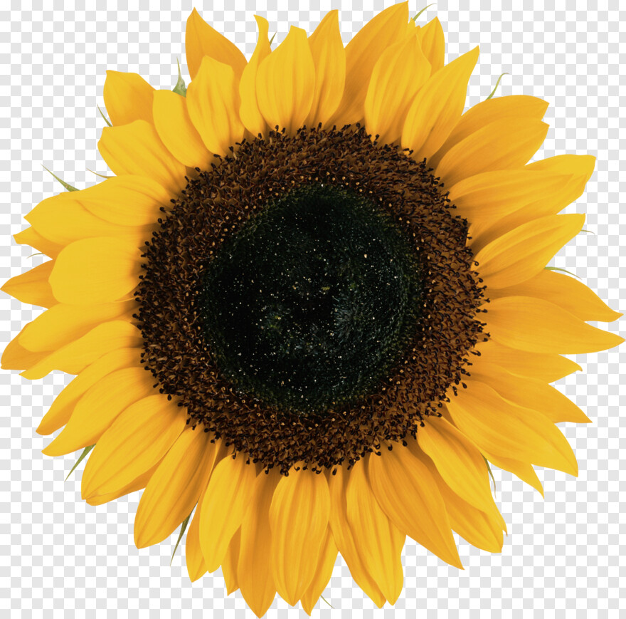 sunflower # 608653