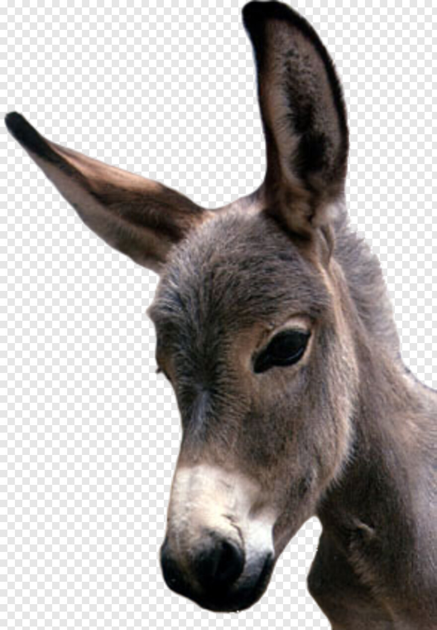 donkey-shrek # 430428