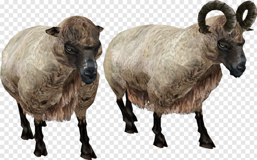 sheep # 758263