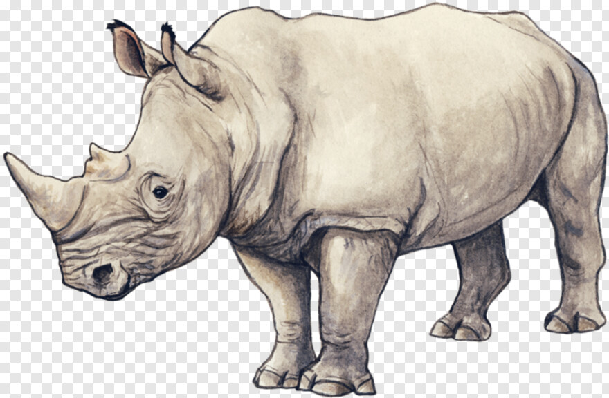 rhino # 634644
