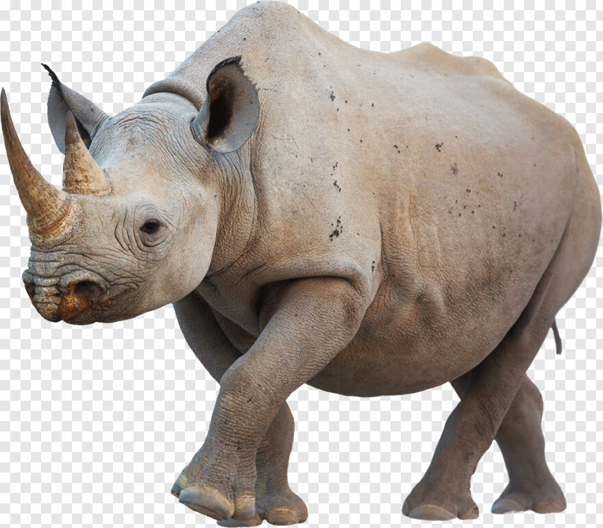 rhino # 511099