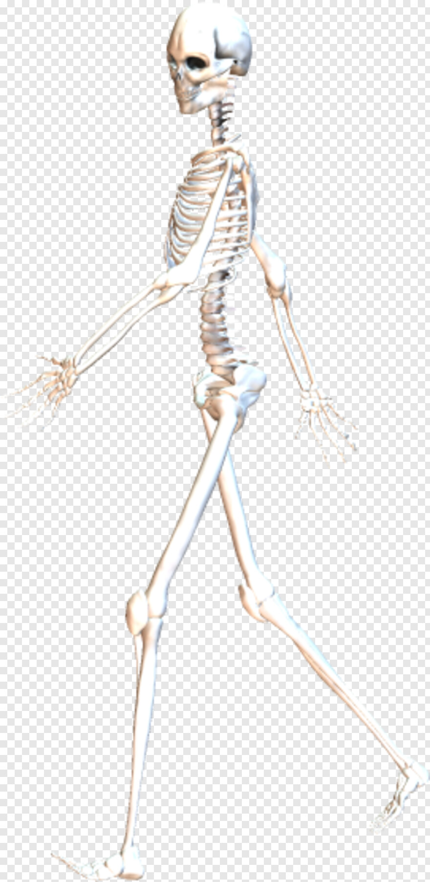 skeleton # 620050