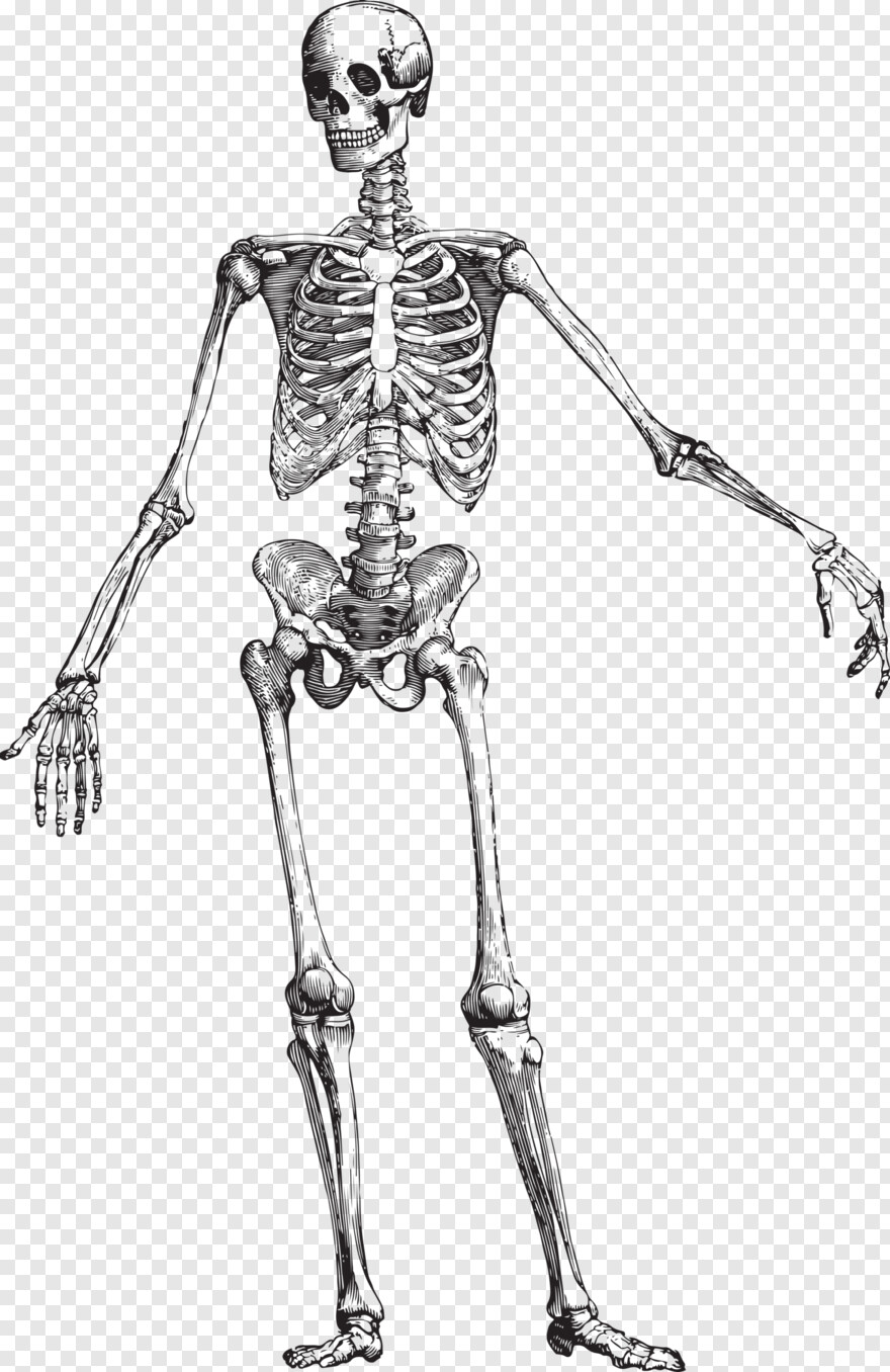 skeleton # 519877